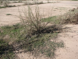 After two years: The missing saltbush leaves eaten by livestock allow the pattern of regeneration around the saltbush to be clearly seen.