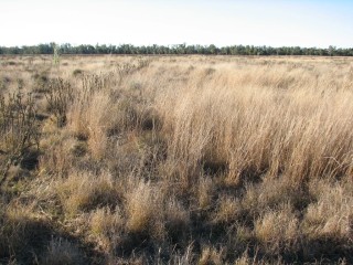 After five years: The once-bare claypan is now covered in dense grass. Picture taken in mid-June 2012. To see more pictures at each stage, click on thumbnail images below this article.