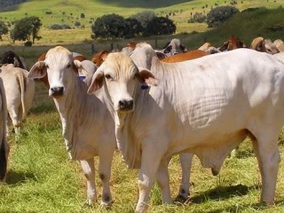 Steers on buffel and rhodes grass paddocks on Comely earlier this year