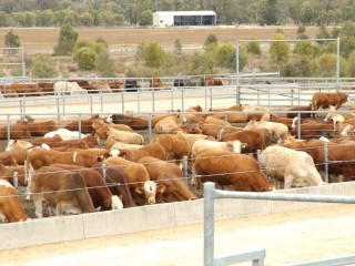 Cattle on 100-day programs in the showcase Condabri feedlot