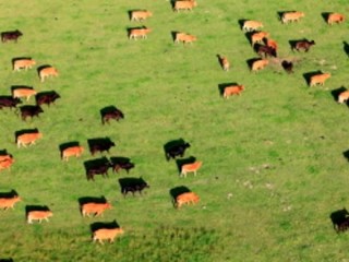 European researchers are disputing whether whether magnetic fields are responsible  for an obeserved phenomenon where cattle tend to align themselves along north-south orientations.