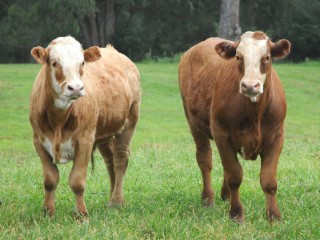A commercial pasture-fed standard could be launched in early 2012