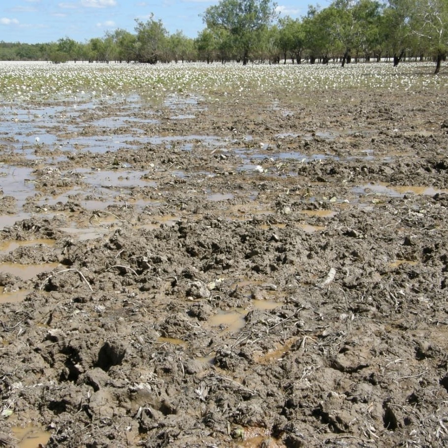 Damage to wetlands caused by feral pigs 