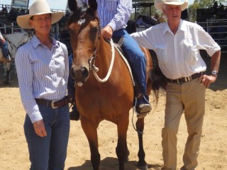 Top priced mare at the Dalby ASH sale was Ashwood Rumour who sold for $30,500 on account of Vicki and Peter Howard, Emerald, to Wayne Knudson, Chinchilla.