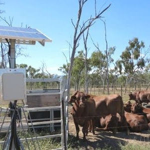 Smart Cows on the Townsville Digital Homestead