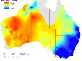 Map showing the extent of hybridisation of Australia's wild dog populations - dingo purity is lowest in the blue areas and highest in the red areas.