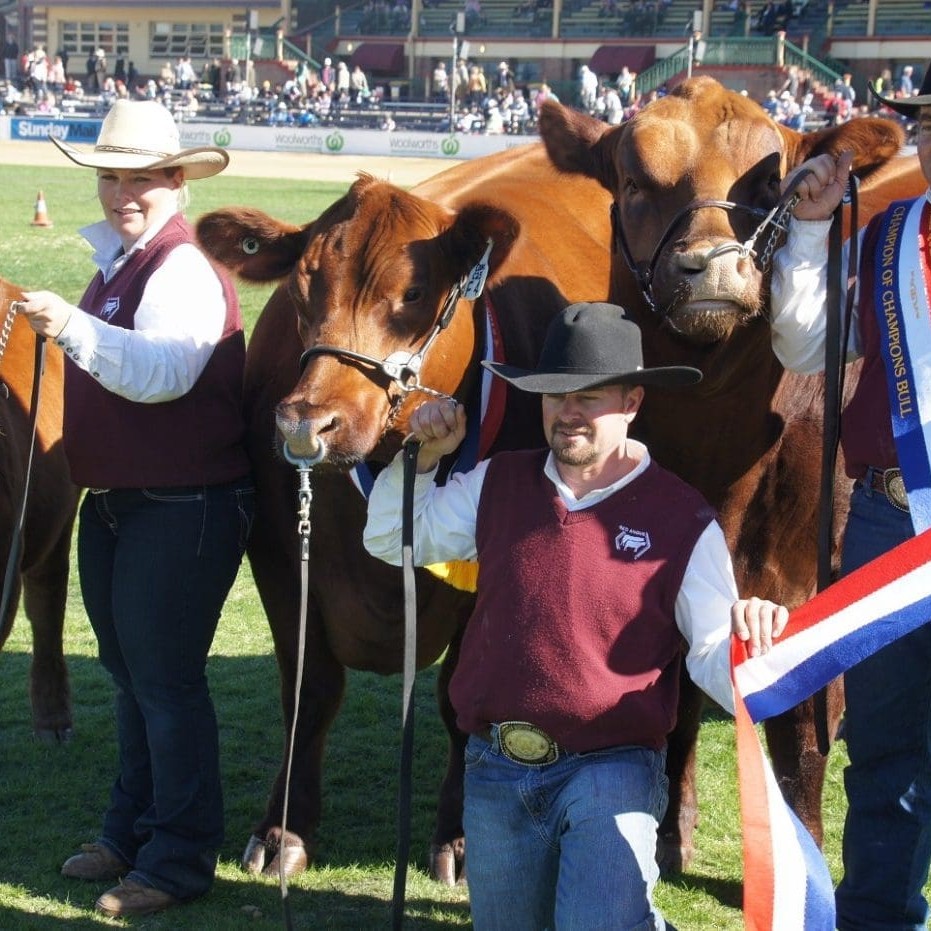 Gavin Iseppi (right) and his team celebrate their wins for interbreed bull and pair at Brisbane Show on Friday