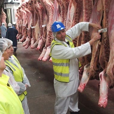Dinmore production coordinator Nathan Small points out carcase tags used as part of the traceability process