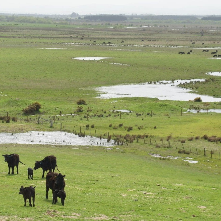 Forton includes about 300ha of this marshy flood-prone country along the South Esk River