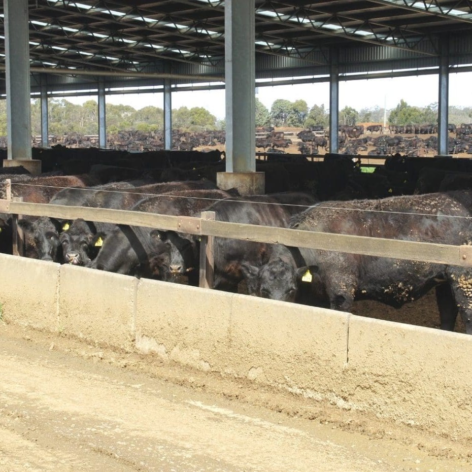 Tasmania feedlot's latest 120m x 240m shed adds another 800 head to its under-cover program 