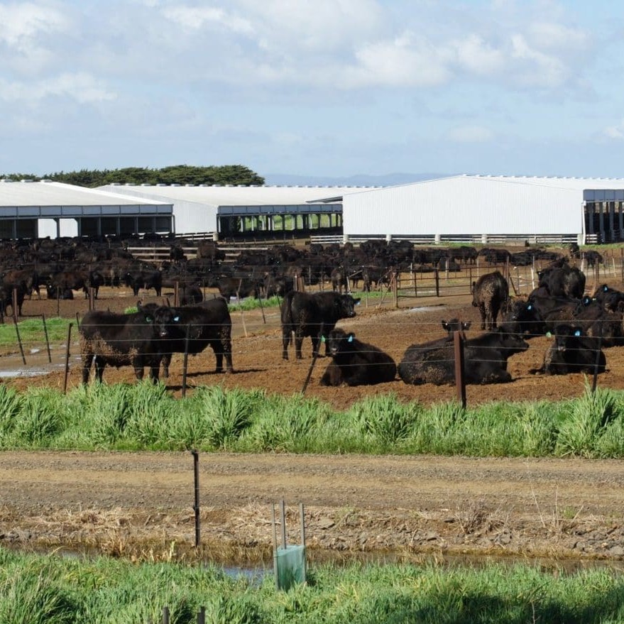 Tasmania's three sheds, including the newest construction at right, now have the capacity for 2000 head over the last 35 days of the feeding program