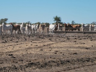 Cattle at a trough near Georgetown recently. 