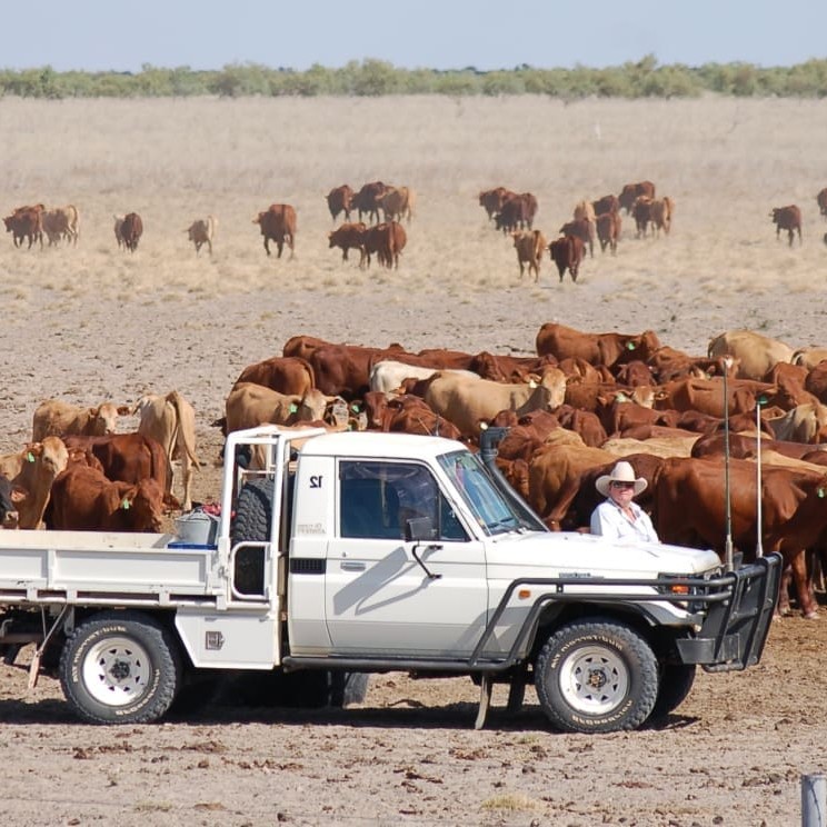 70-Series traybacks have been the backbone of the bush for 20 years