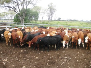 PDS trial steers pictured on March 20, 2012, after 110 days on leucaena/grass. Click on images below article to view more pictures of trial cattle. 