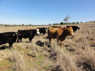 These grassfed steers, pictured on July 23, 2012, lost 0.26kg per day through winter 2012.