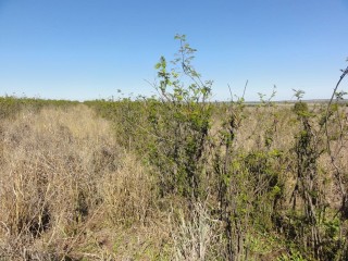 Elevated Leucaena pictured in August, 2012. 