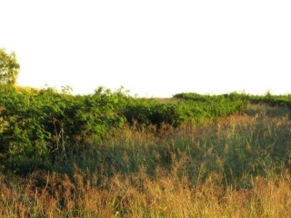An elevated leucaena stand at Bannockburn pictured on April 26, 2013