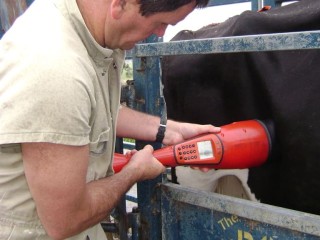 Veterinarian Richard Shephard, the founder of Heard Systems, tests a female for pregnancy as part of the commercial trial process currently occurring across Eastern Australia