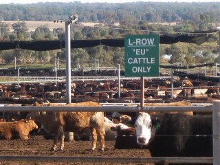 There are currently 40 Australian feedlots accredited for EU supply, including this one, Riverina Beef, near Yanco in southern NSW