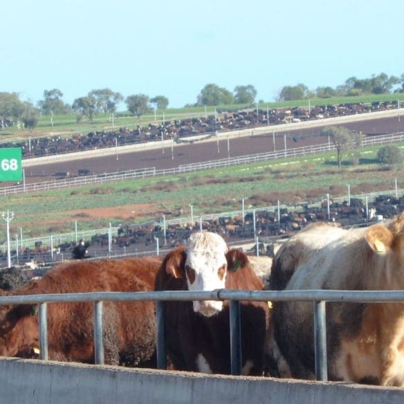 JBS Riverina Beef is one of three company feedlots which gained Global GAP certification last week 