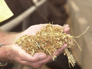 Rising feed costs are forcing some feedlot managers to redesign rations using cheaper options. 