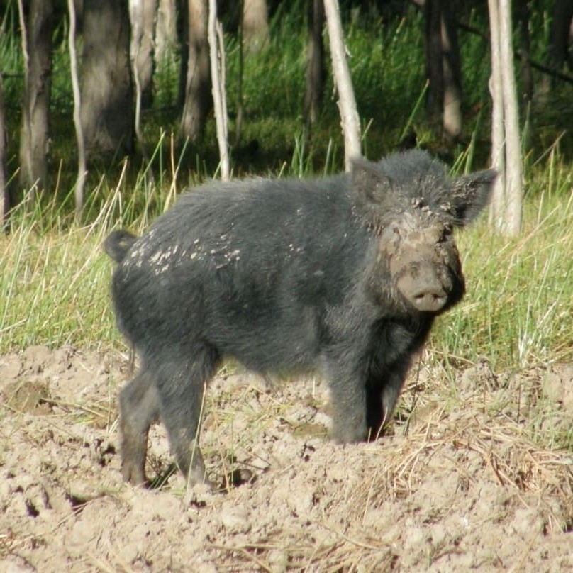 Next generation more humane feral pig baits are expected to be released over the next 12 months