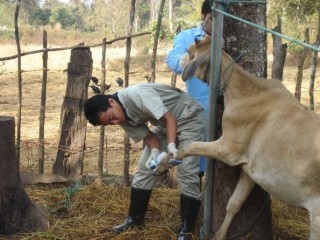 Cattle infected with FMD receiving treatment, Vientiane, Laos. Picture: OIE