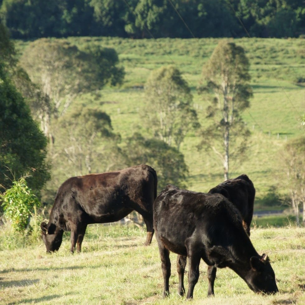 Fullblood Wagyu cattle grazing near Kenilworth in southern Qld