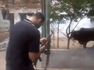 A still from one of three videos that form the basis of complaints of cruelty to animals in the Gaza Strip.