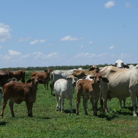 Breeders on Riveren, pictured last year