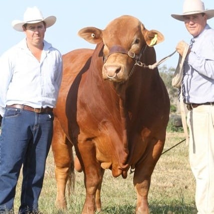 Pictured with the new Australian record-priced Droughtmaster bull, Glenlands Prince are Cody Whiteman, Fortrus stud manager and Jason Childs, Glenlands Stud.  Picture: Kent Ward