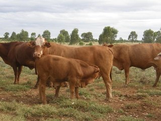 Glenmore at Surat was carrying 270 cows and calves and 80 dry cattle when it went to auction last Friday. 