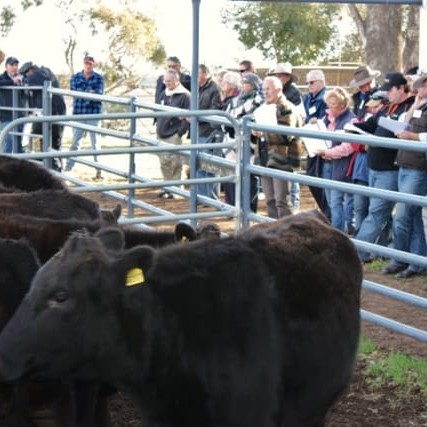 A section of attendees at the Goorambat Wagyu Field Day inspect Fullblood cattle