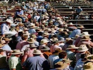 Buyers crowd the laneways at the Gunnedah Saleyards. Image: www.saleyards.info