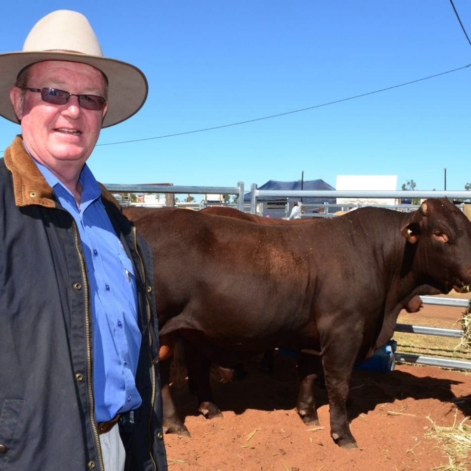 GDL stud stock manager, Harvey Weyman-Jones, inspecting bulls at the Ag-Grow bull sale.