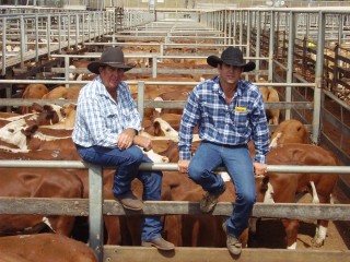 Anthony and Casey Hay, Moonya, Wandoan, sold a quality line of Braford-cross steers to 251c/kg and averaged 233c/kg for 335kg to return $780/head. Picture: Martin Bunyard
