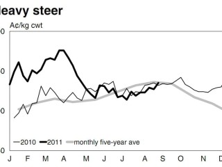 Heavy steer prices - Source: Meat and Livestock Australia. To view in larger format click on image at bottom of article.
