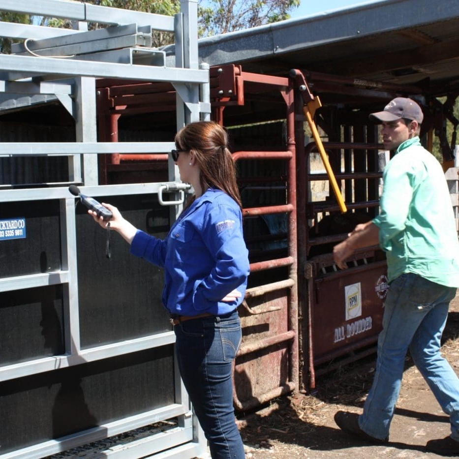 Heidi Mason from the National Centre for Farmer Health monitors decibel levels while Dunkeld (Vic) beef producer Edward Blackwell works the crush