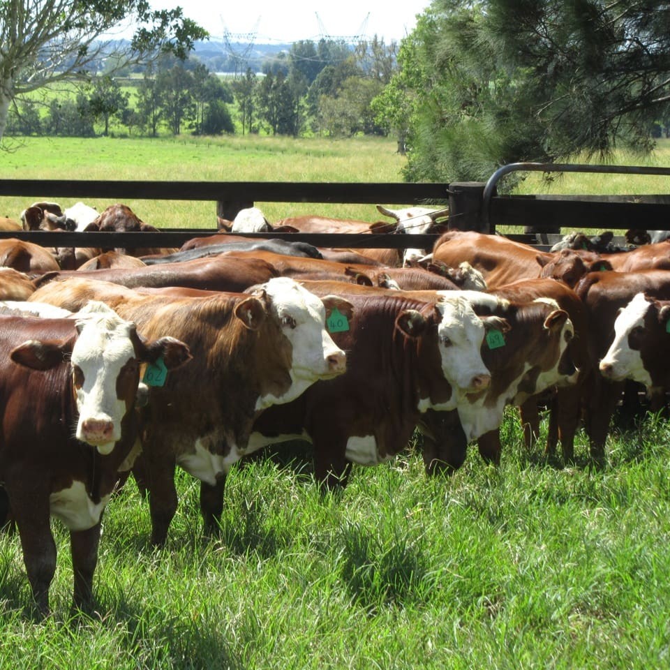 F2 Hereford x Brahmans that produced the MSW BBQ Challenge winning grassfed beef at Fig Tree Organic Farms.