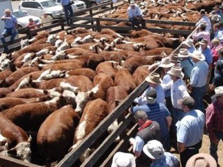 Picture courtesy of Herefords Australia