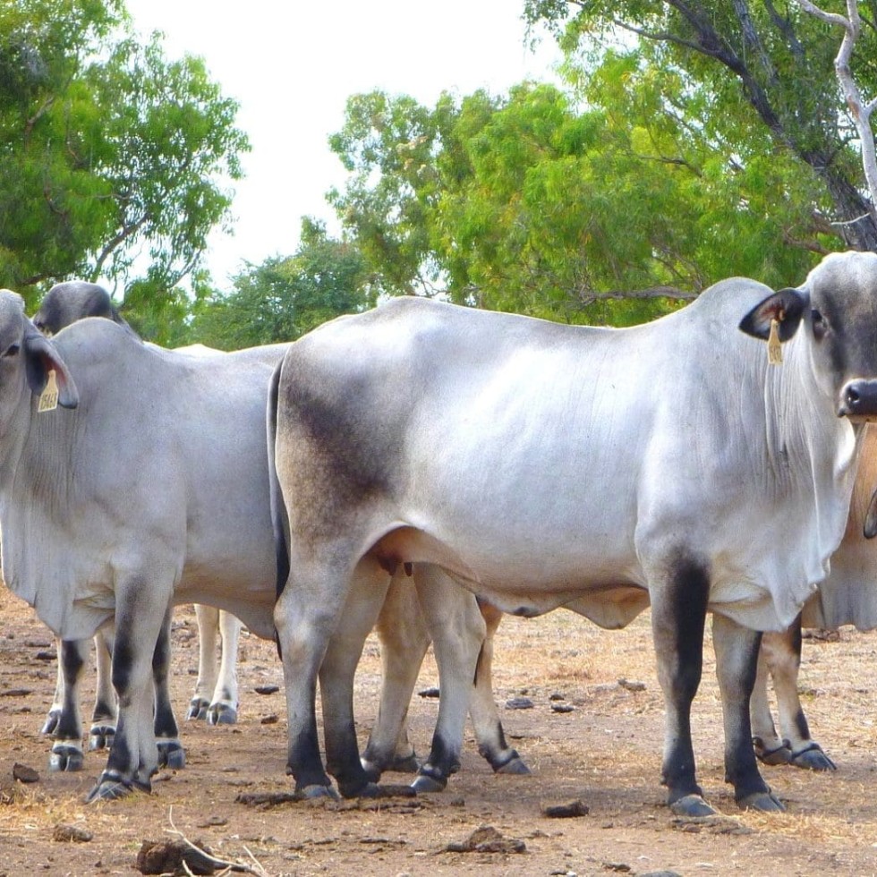 Yearling mating of heifers favours smaller framed females that reach puberty early.