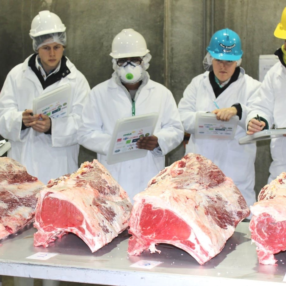 Students judging the Beef Rib class for quality and yield at Teys Australia Wagga Wagga processing plant