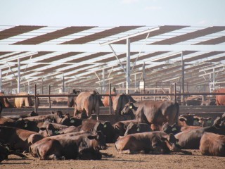 Feedlot cattle under shade on Queensland's Darling Downs.