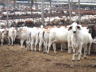 There are calls for part of Australia's foreign aid budget to be used to fund supply chain upgrades to accelerate the re-establishment of the live cattle trade to the market.