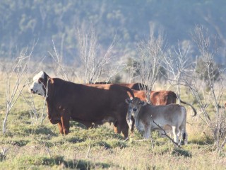 While much has been made about the potential for landholders to earn credits under the carbon tax scheme, much of the detail surrounding how credits will be earned has yet to be finalised.