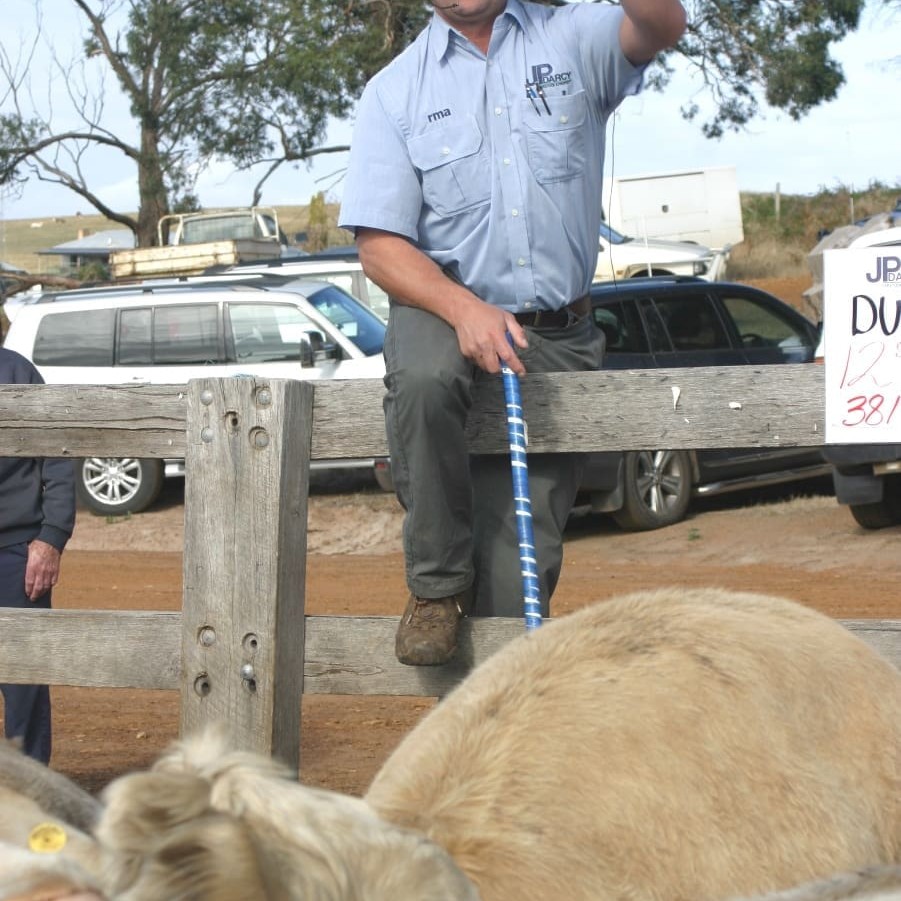 JP Darcy auctioneer Jodie Darcy sells cattle at Casterton last week