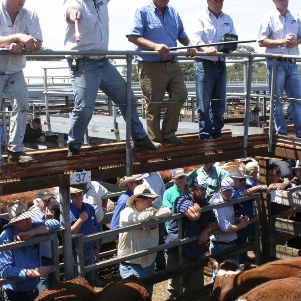 The Kerr and Co Livestock team led by auctioneer Craig Pertzel at Hamilton