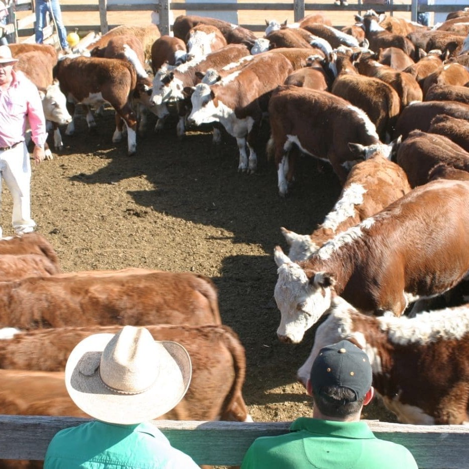 Elders Casterton auctioneer John Lawson sold these Glencairn Hereford steers for 172c/kg or $574.50 to Coolah Station SA last week