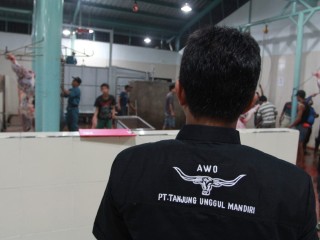 An Animal Welfare Officer (AWO) overseas proceedings at the TUM abattoir in Jakarta.