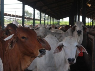 Australian cattle on feed in Indonesia.